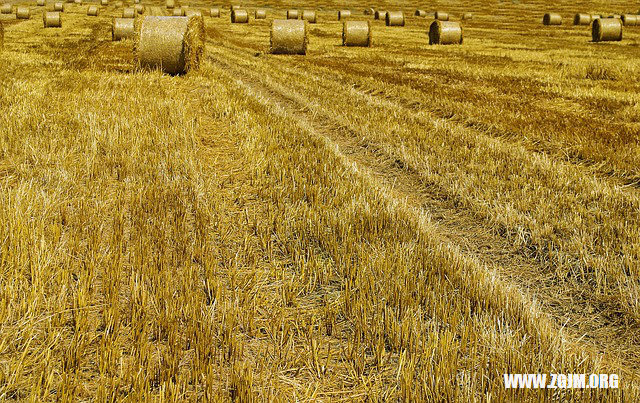 梦解迷思，梦见谷子碾成米成堆的深层含义探析