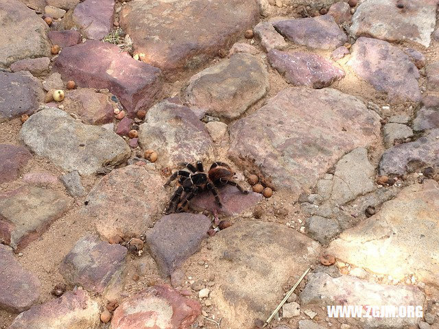 周公解梦,梦见眼睛里有好多寄生虫的深层含义与预兆 周公解梦,梦见眼睛里有好多寄生虫的深层含义与预兆