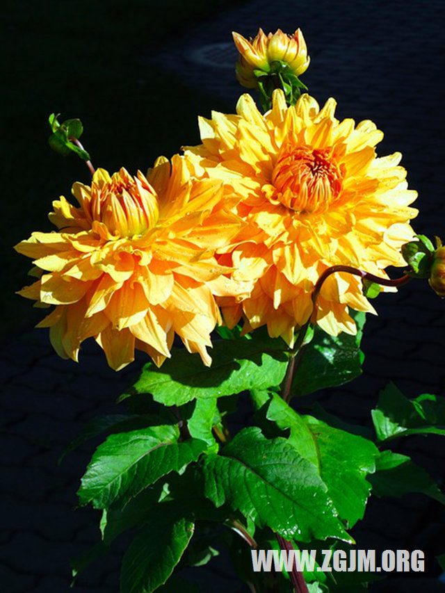 梦见生孩子没生出来_周公解梦梦到生孩子没生