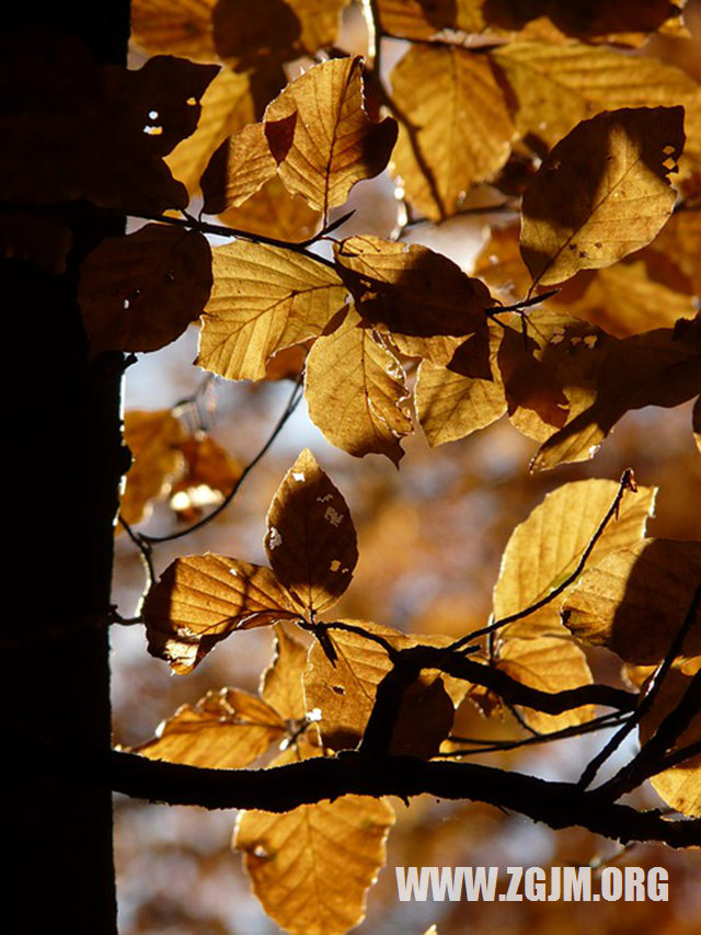 梦见用石头砸人
