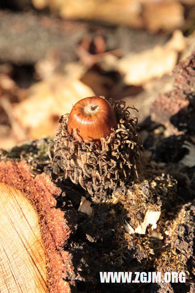 梦见和别人亲吻我_周公解梦梦到和别人亲吻我
