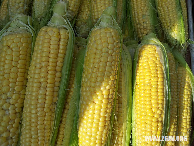 孕妇梦见玉米,周公解梦的深层寓意与心理解析 孕妇梦见玉米,周公解梦的深层寓意与心理解析