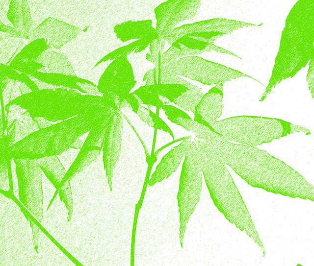 梦见自己挑着好大一捆嫩绿的韭菜往家走,寓意与解析 梦见自己挑着好大一捆嫩绿的韭菜往家走,寓意与解析