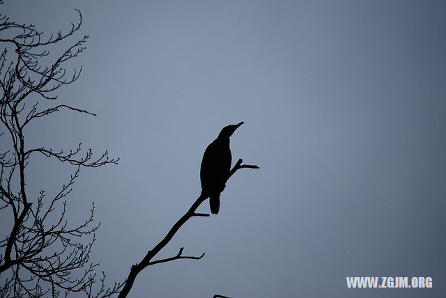 梦境的隐喻，解析梦见麻雀变成人的深层含义