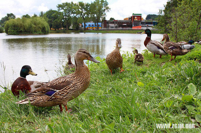 梦见过桥桥上都是水