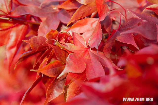 梦见地震房子摇晃不倒