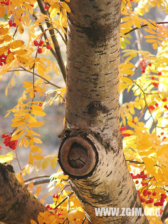 梦见孩子头上长虱子_周公解梦梦到孩子头上长