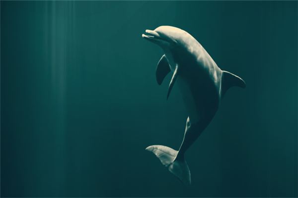 梦境之海,探索梦见海豚的神秘寓意 梦境之海,探索梦见海豚的神秘寓意
