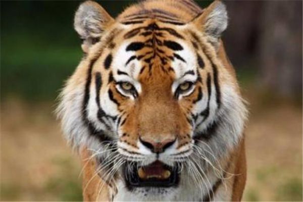 梦见老虎吃别人,梦境背后的深层解析与心理启示 梦见老虎吃别人,梦境背后的深层解析与心理启示