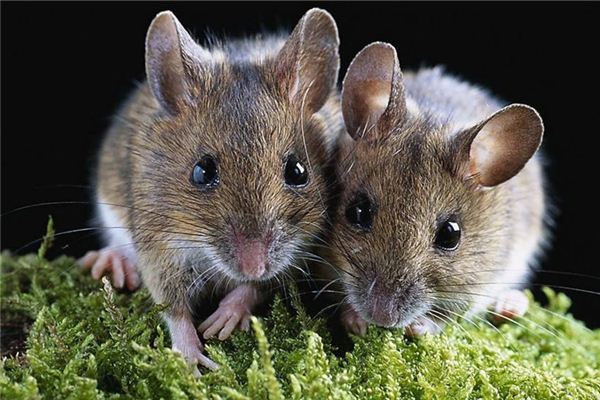 兴宁龙田死老鼠资料