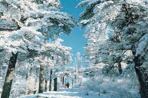梦见雪落身上 梦见雪落身上