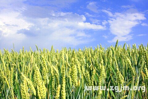 夢見麥地