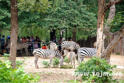 夢見動物園