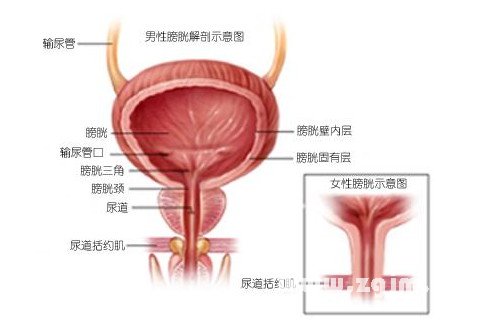 周公解梦 人物 身体器官 抽签算命占卜 梦见自己的膀胱,表示你