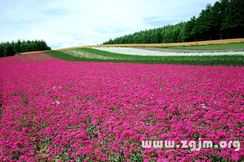 夢見一片花海