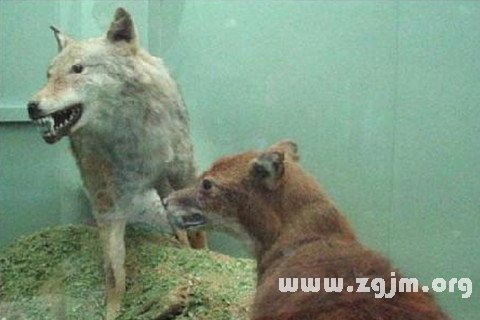 梦见狼狈_周公解梦梦到狼狈是什么意思_做梦梦见狼狈