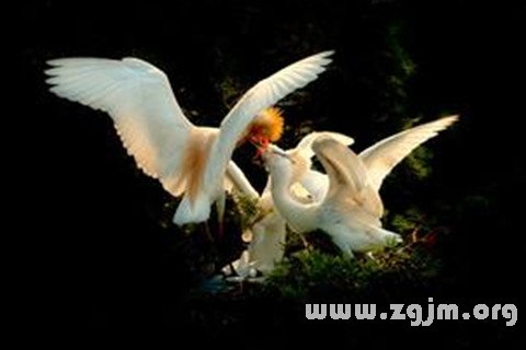 夢見爭鬥