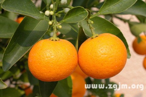夢見吃柑子