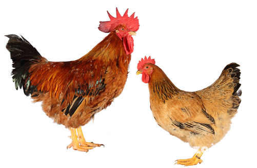 梦见买鸡_梦见买鸡是什么意思_周公解梦官网