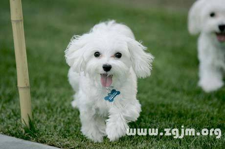 梦境解析，做梦梦到养小狗的深层含义与心理暗示