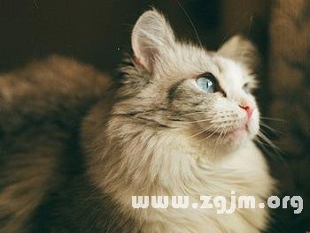 梦见猫，梦境背后的深层含义与解析
