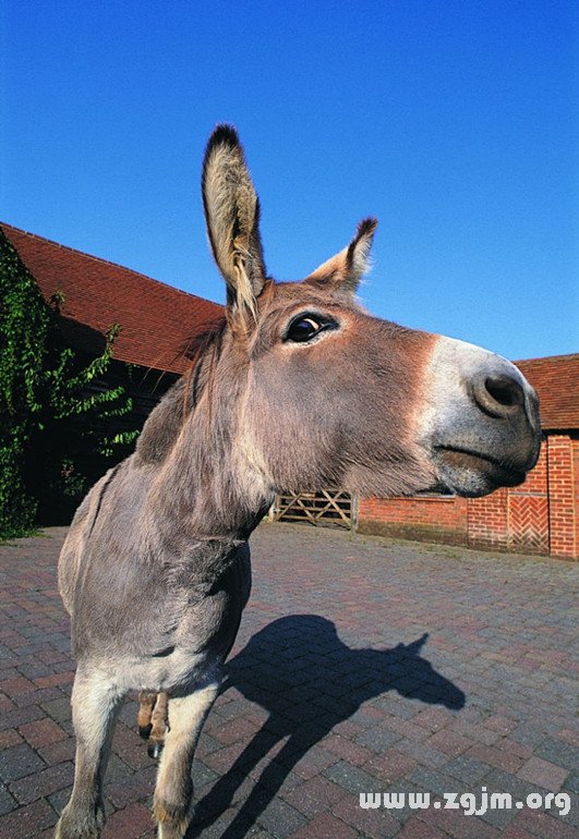 梦见坐驴车_梦见坐驴车是什么意思_周公解梦