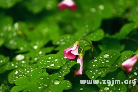 夢見雨水淋濕花草