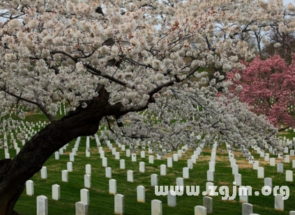 梦境迷踪，解读梦见坟地有葡萄树的深层含义