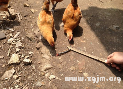 梦见鸡吃蜈蚣_周公解梦