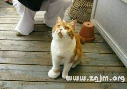 梦见蛇咬猫_梦见蛇咬猫是什么意思_周公解梦