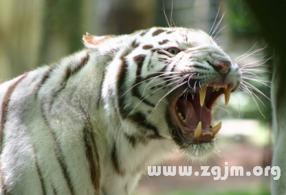 梦境之谜,梦见老虎的深层解读与心理解析 梦境之谜,梦见老虎的深层解读与心理解析