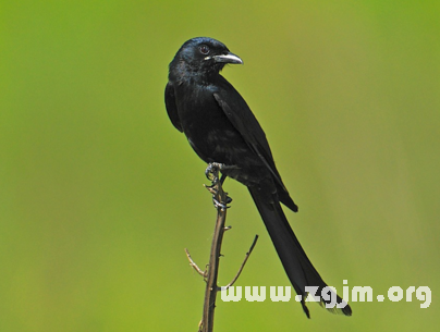 梦境交织,被鸟啄破手指的预兆与自我救赎 梦境交织,被鸟啄破手指的预兆与自我救赎