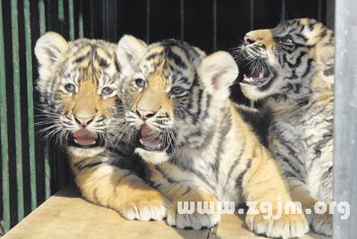 梦境解析，梦到被老虎追的深层含义与心理解读