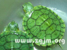我梦到乌龟死了，梦境背后的深层含义与心理解析