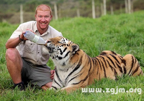 梦境追踪,梦见老虎追我——深层次的内心映射与心理解析 梦境追踪,梦见老虎追我——深层次的内心映射与心理解析