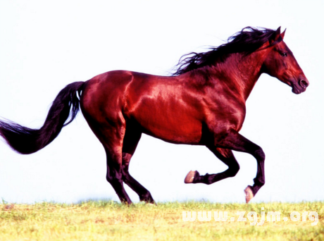 陕西红马科技怎么样