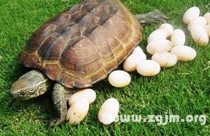 梦见乌龟蛋
