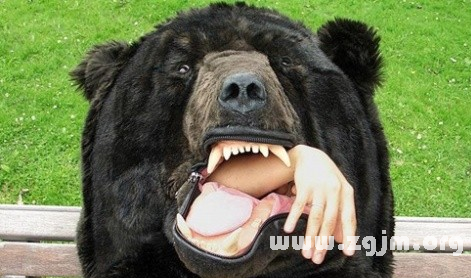 梦见熊吃人_周公解梦