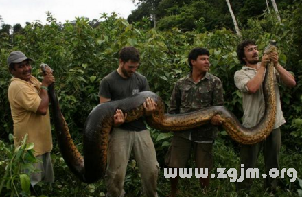 梦境解析,梦见一群人合力杀死并扒皮大蟒蛇的深层含义 梦境解析,梦见一群人合力杀死并扒皮大蟒蛇的深层含义