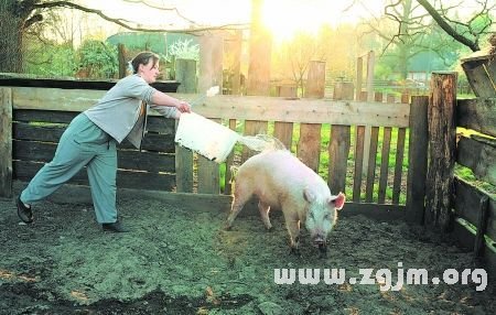 梦见猪在洗澡_周公解梦