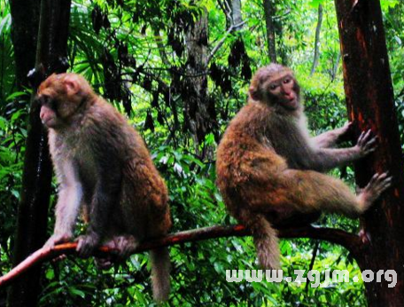 家养猴子的梦境探秘，解读潜藏的内心世界与自由之梦
