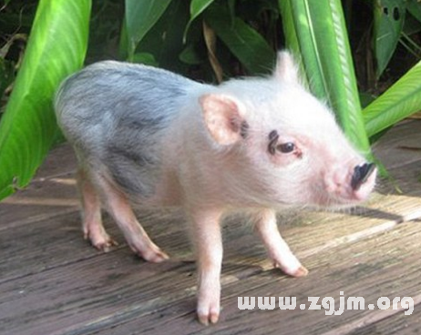 梦见一只猪是什么意思