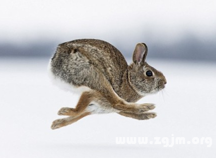梦境解析,我梦见兔子了,还很多多到数不清,不过全被我打死了,到最后枪 梦境解析,我梦见兔子了,还很多多到数不清,不过全被我打死了,到最后枪