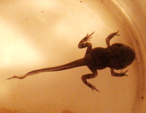 蝌蚪图片_纵览新闻