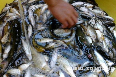 梦见自己抓了好多鱼,探索梦境背后的深层含义 梦见自己抓了好多鱼,探索梦境背后的深层含义
