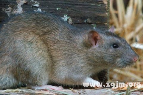 梦境解析,女人梦见被小老鼠咬的深层含义 梦境解析,女人梦见被小老鼠咬的深层含义
