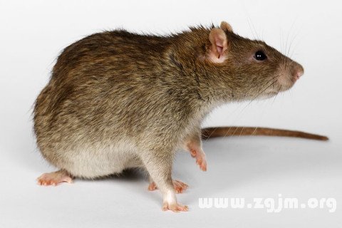 梦见死猫死老鼠