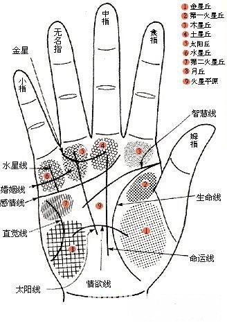 看相大全 手相 抽签算命占卜       一,太阳丘上的星纹,木状纹,如下图