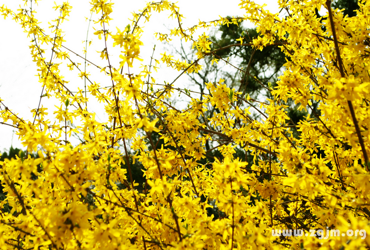 迎春花的花语