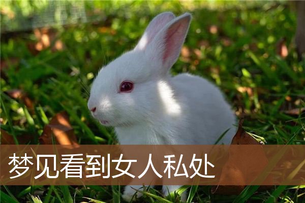 梦见看到女人私处